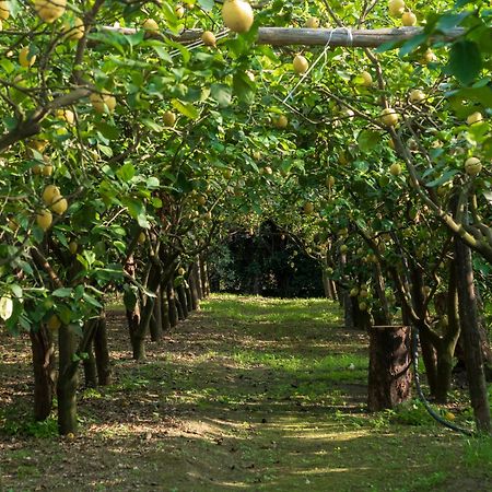 Вілла Giardino Di Nonno Lucio - Surrounded By Lemon Tree П'яно-ді-Сорренто Екстер'єр фото