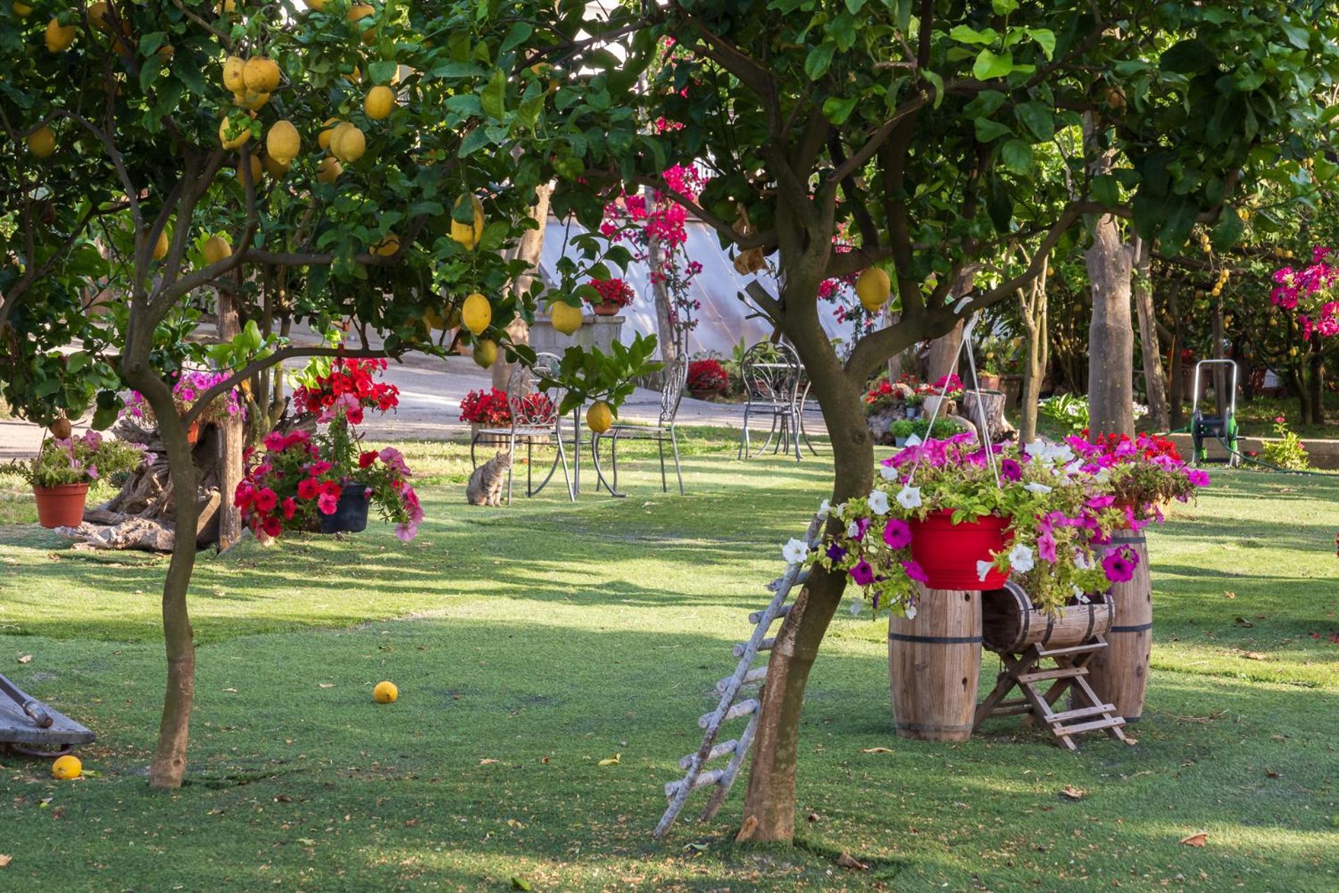Вілла Giardino Di Nonno Lucio - Surrounded By Lemon Tree П'яно-ді-Сорренто Екстер'єр фото