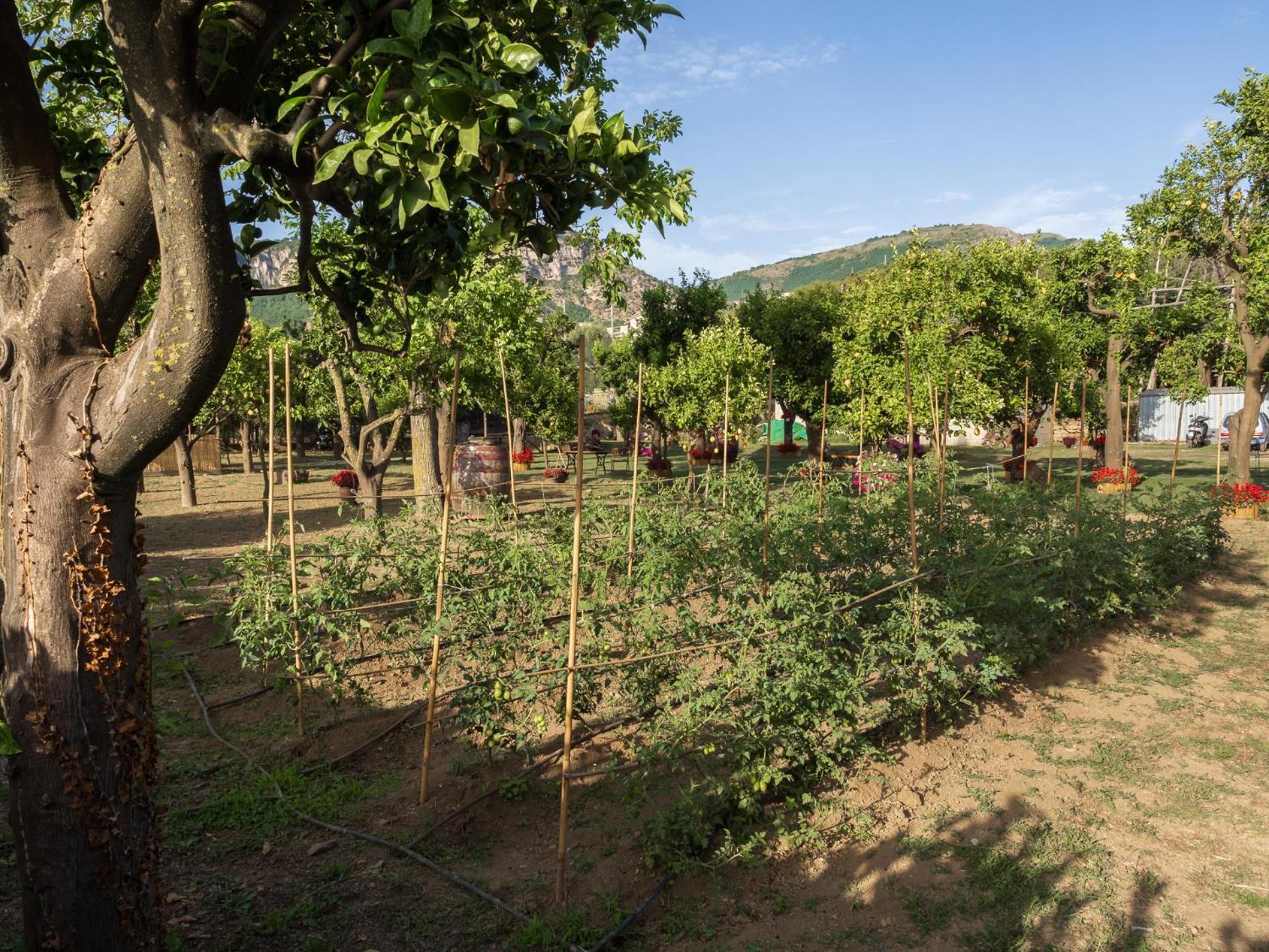 Вілла Giardino Di Nonno Lucio - Surrounded By Lemon Tree П'яно-ді-Сорренто Екстер'єр фото