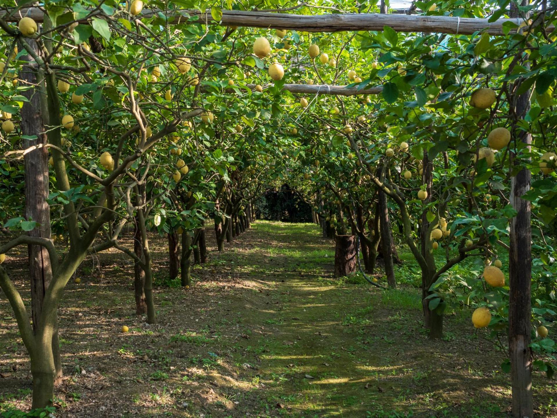 Вілла Giardino Di Nonno Lucio - Surrounded By Lemon Tree П'яно-ді-Сорренто Екстер'єр фото
